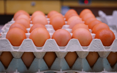 Ecuador logra acceso a Emiratos Árabes Unidos y expande su mercado de exportación de huevos