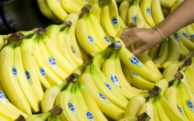 Ecuador: Exportaciones de banano crecen más de 11% entre enero y febrero