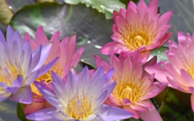 Ecuador posiciona sus flores en Corea del Sur y abre nuevas oportunidades