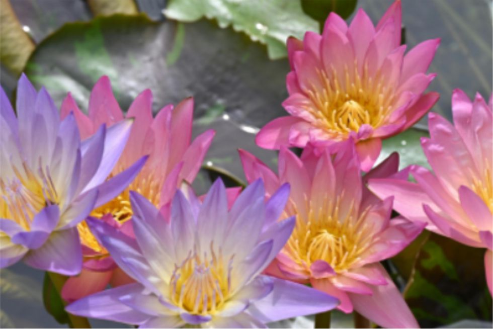 Ecuador posiciona sus flores en Corea del Sur y abre nuevas oportunidades