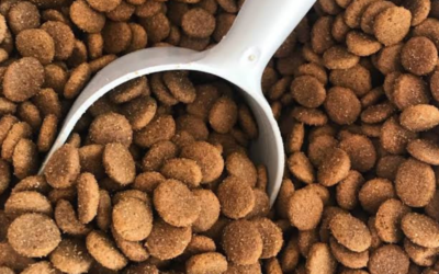 De Ecuador al mundo: los alimentos para mascotas impulsan un nuevo boom exportador